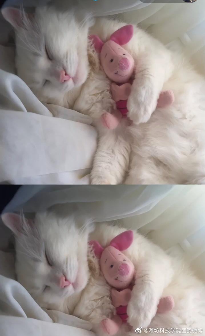 有没有像这种唯美可爱动物的壁纸