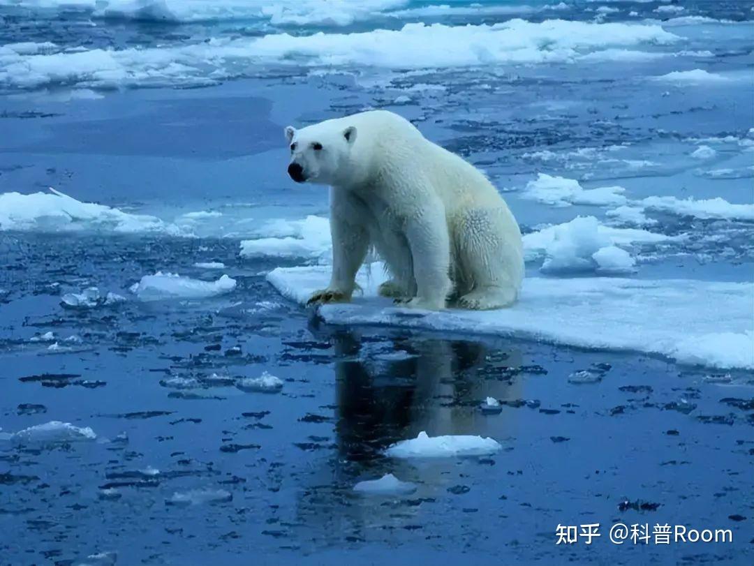 北极熊面临灭绝的原因和现状是什么?
