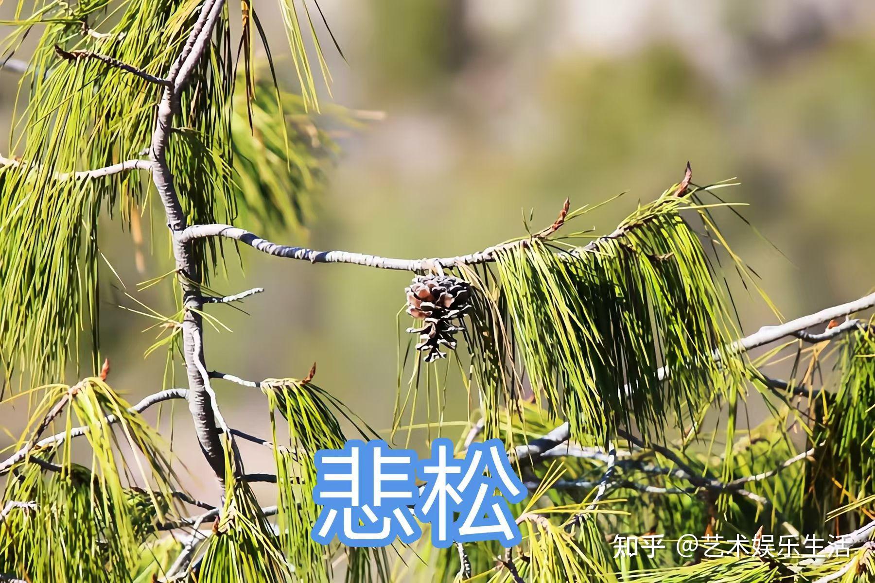 215种松科植物,最长寿的狐尾松已经活了4800岁 - 知乎