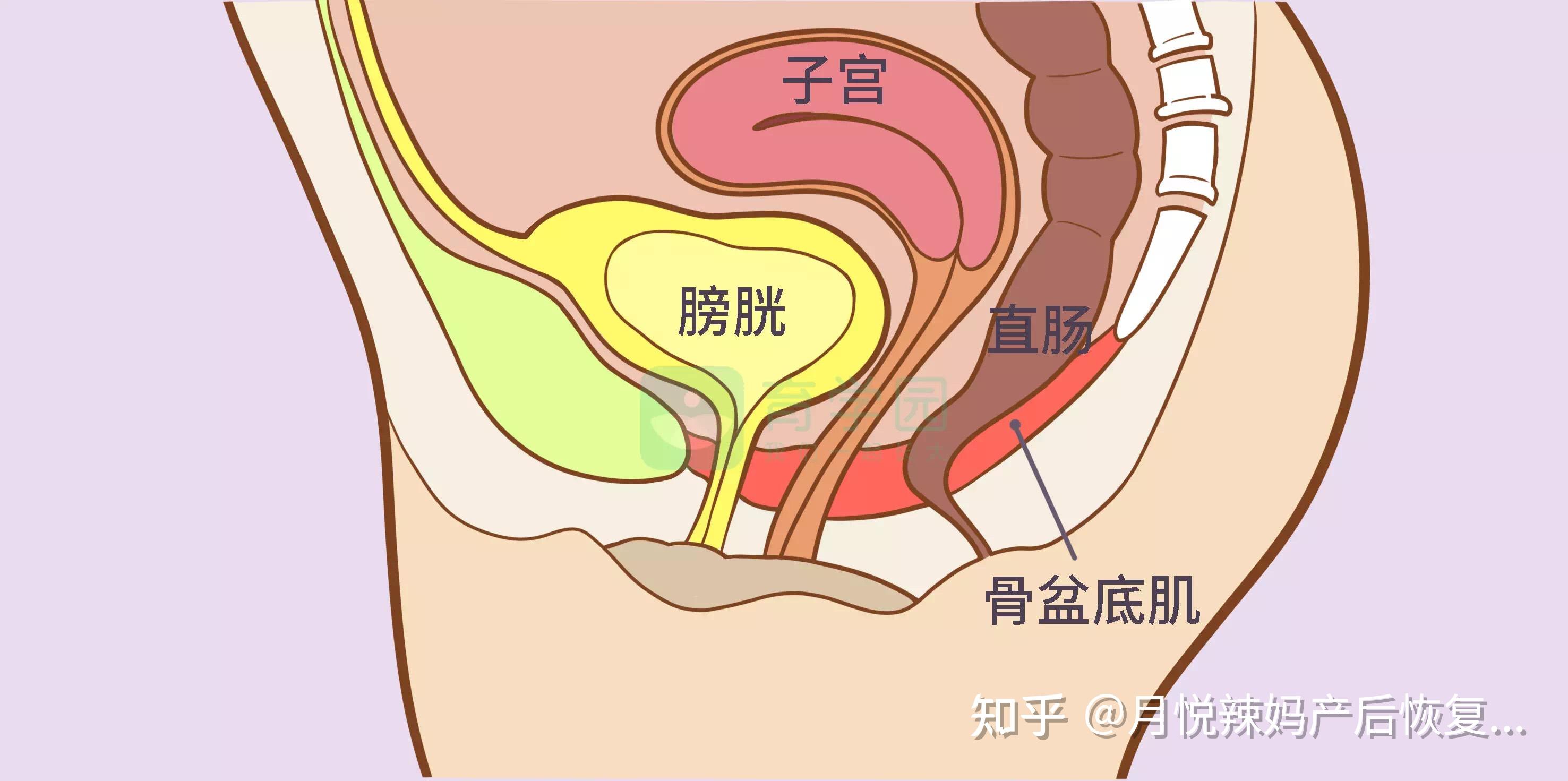 产后张力性尿失禁的病因是什么