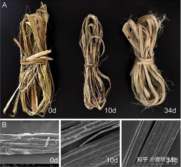 宏基因组+蛋白质组学探索红麻脱胶过程中相关的微生物群落变化 - 知乎