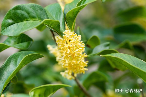 桂林的“桂”，在哪里？ - 知乎