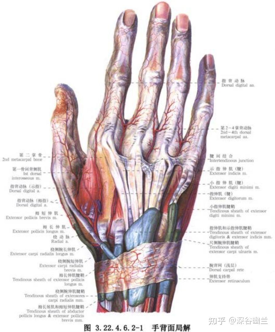 皮下有手背静脉网,第四掌背动脉,布有尺神经手背支及前臂背侧皮神经末