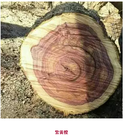 紫黄檀与海南黄花梨的简单鉴别