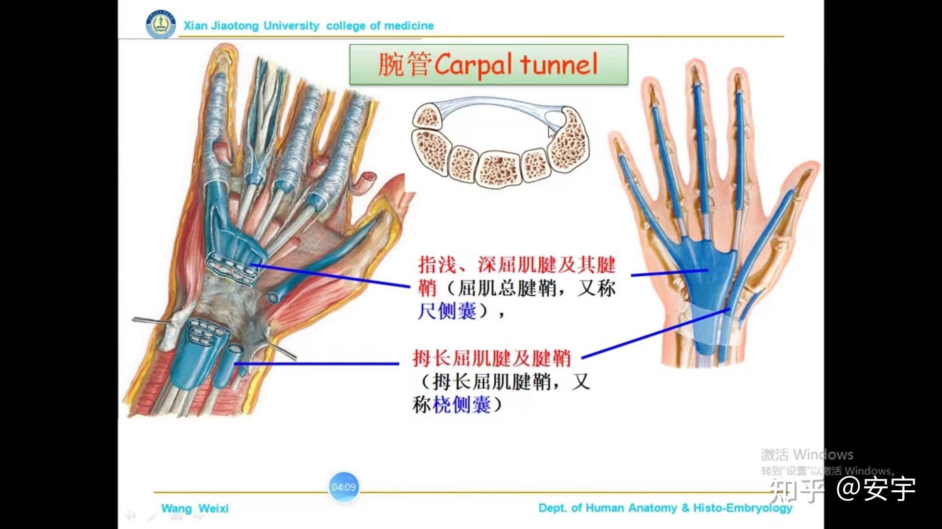 局部解剖学 3.7腕和手 - 知乎