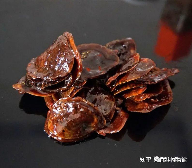 百炼香螺沉水从民族香学的角度谈谈甲香