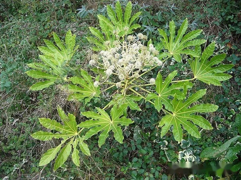 植物界全系列伞形目五加科二五加