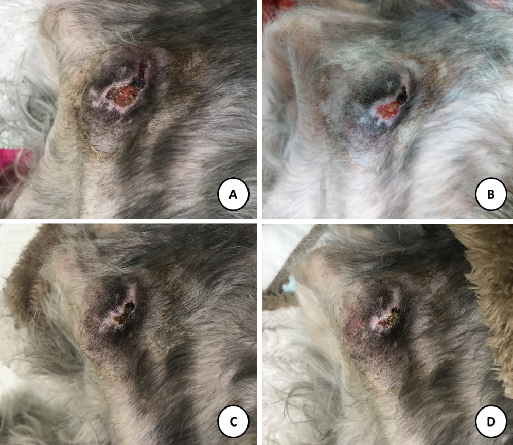 一例激光治疗犬褥疮的临床体会