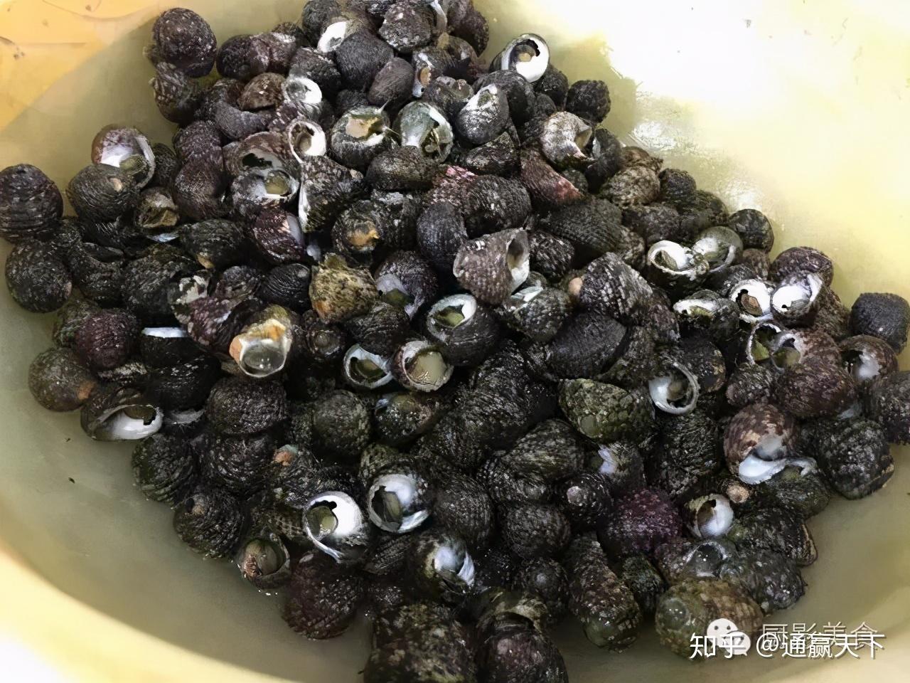 著名螺类食材大全，你吃过几种呢？ - 知乎
