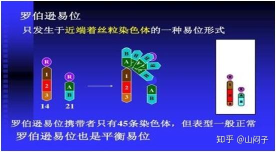 染色体易位需要知道的事(一) - 知乎
