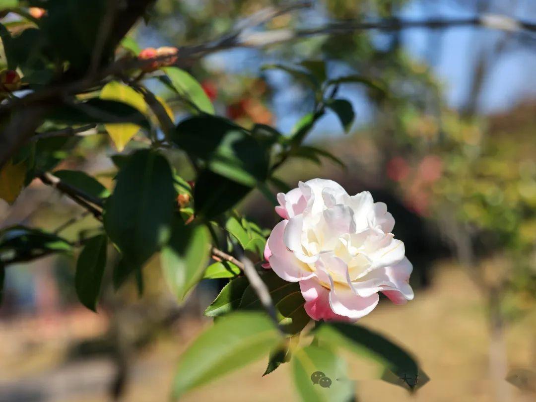 洱海公园茶花盛开风景无限好附美图