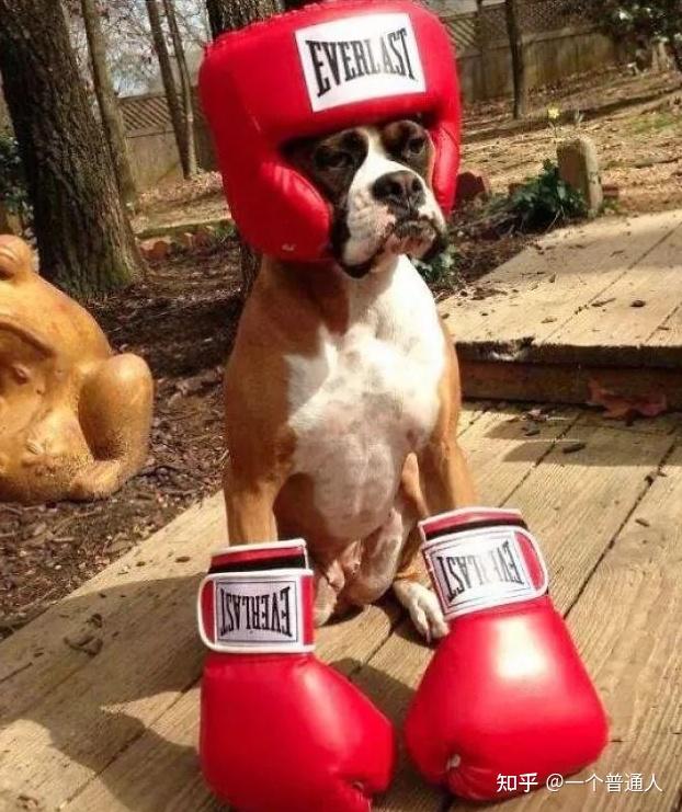 如果你养过拳师犬就知道它有多棒