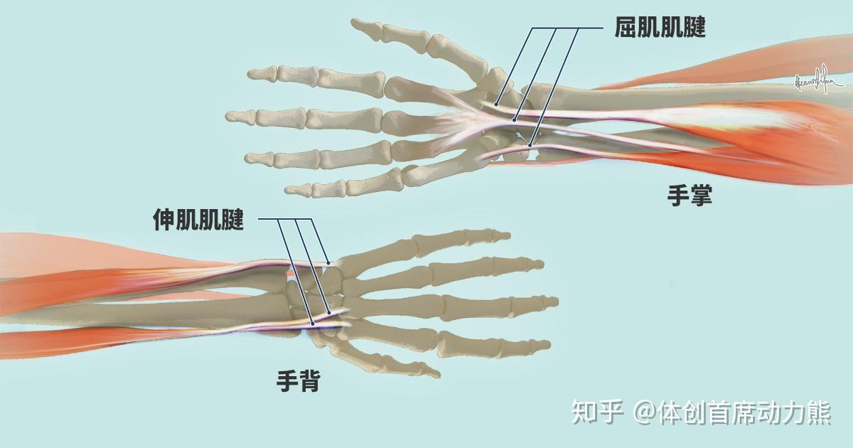 大拇指疼痛使不上劲,可能是腱鞘炎! - 知乎