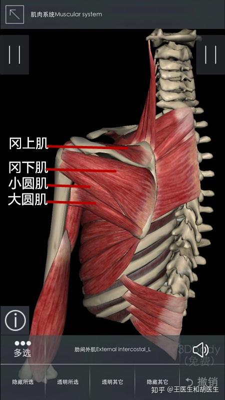 肩关节运动)肩部骨骼:肩关节由三个骨骼构成分别是:肩胛骨,锁骨,肱骨
