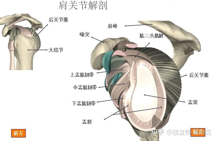 肩关节解剖动画图片