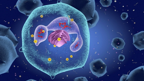 另一类免疫细胞被称为获得性免疫细胞,即t细胞和b细胞两种,它们是抗