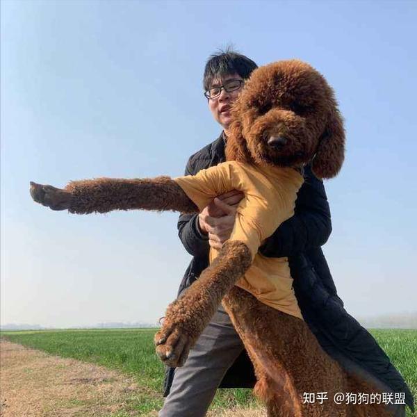 为何“巨型贵宾犬”这么多人喜欢?原来有这些好处 - 知乎