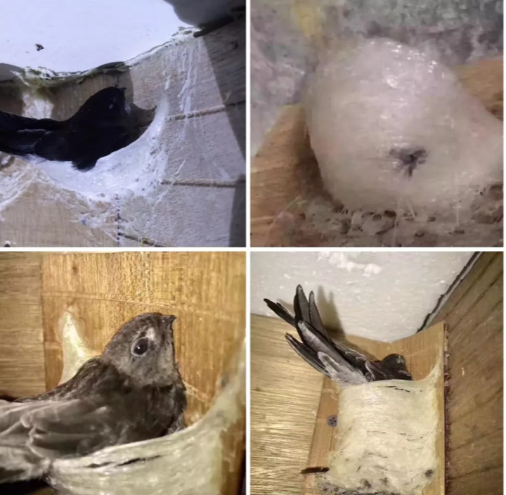 走进热带雨林的金丝燕