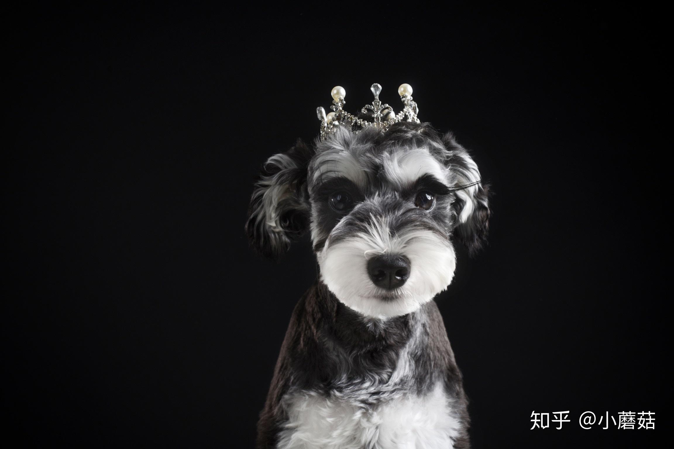 为什么很少有人喜欢雪纳瑞