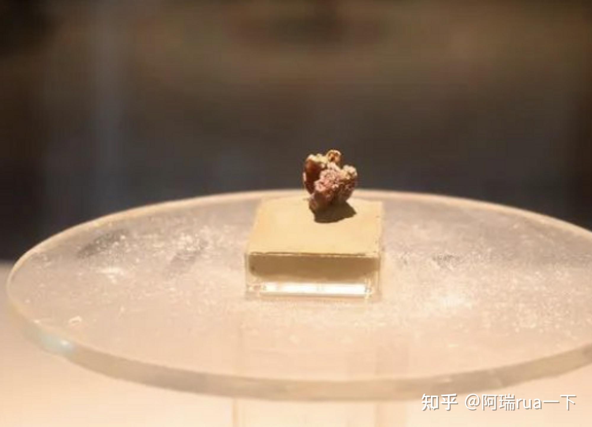 仓鼠的祖先-东方晓鼠 世界上最古老的鼠