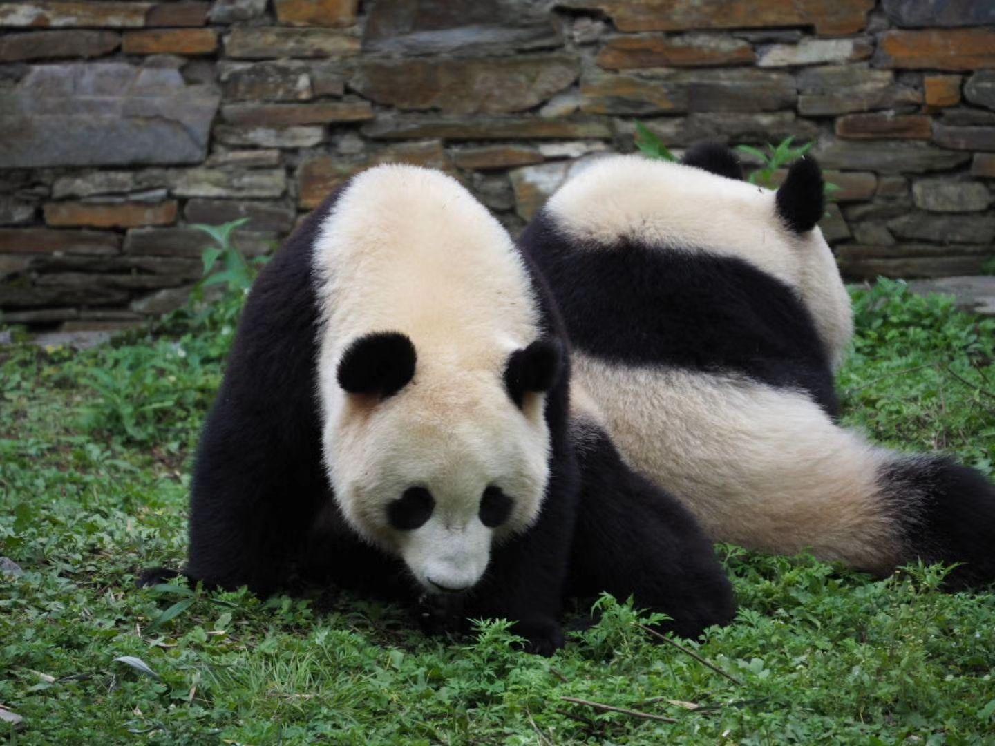 外国人真的很喜欢大熊猫吗?