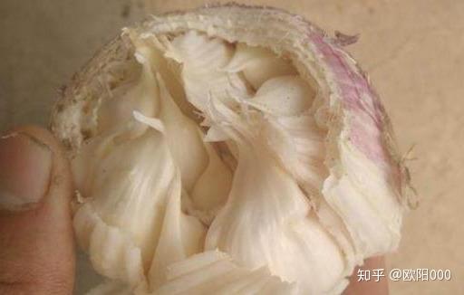 面包蒜发生率高达50导致减产严重如何预防注意以下4点