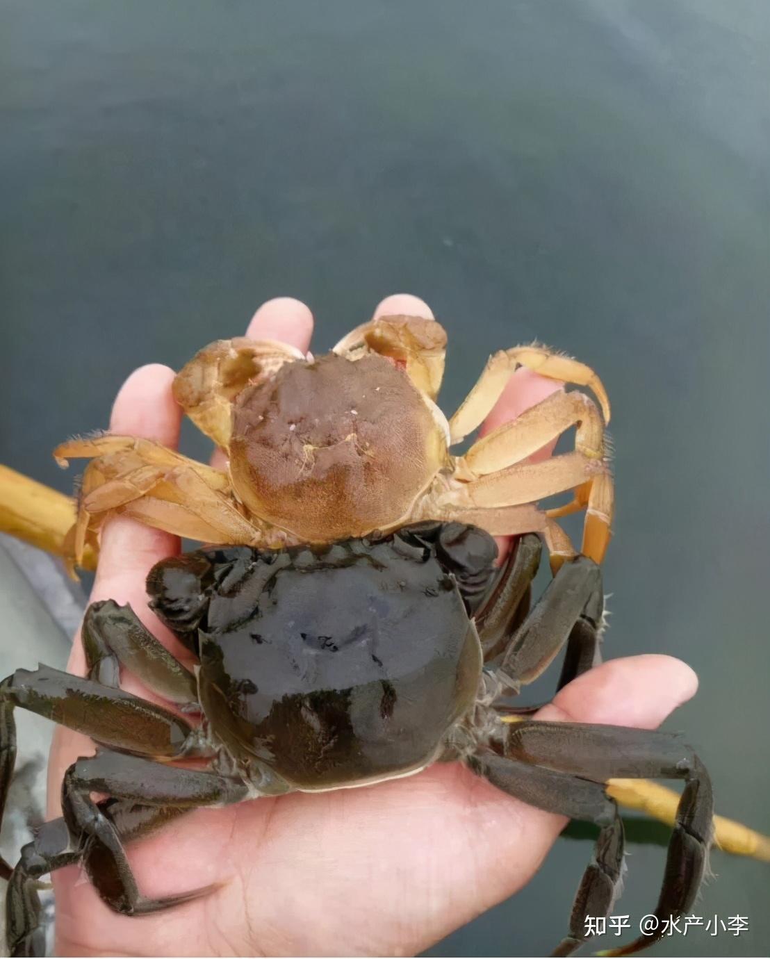 因为河蟹是隐蔽性动物,适当的加深池塘水位不仅可以起到保温的作用