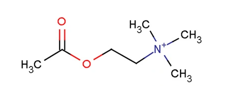 关于胆碱(Choline)在运动补剂中的作用与效果 - 知乎