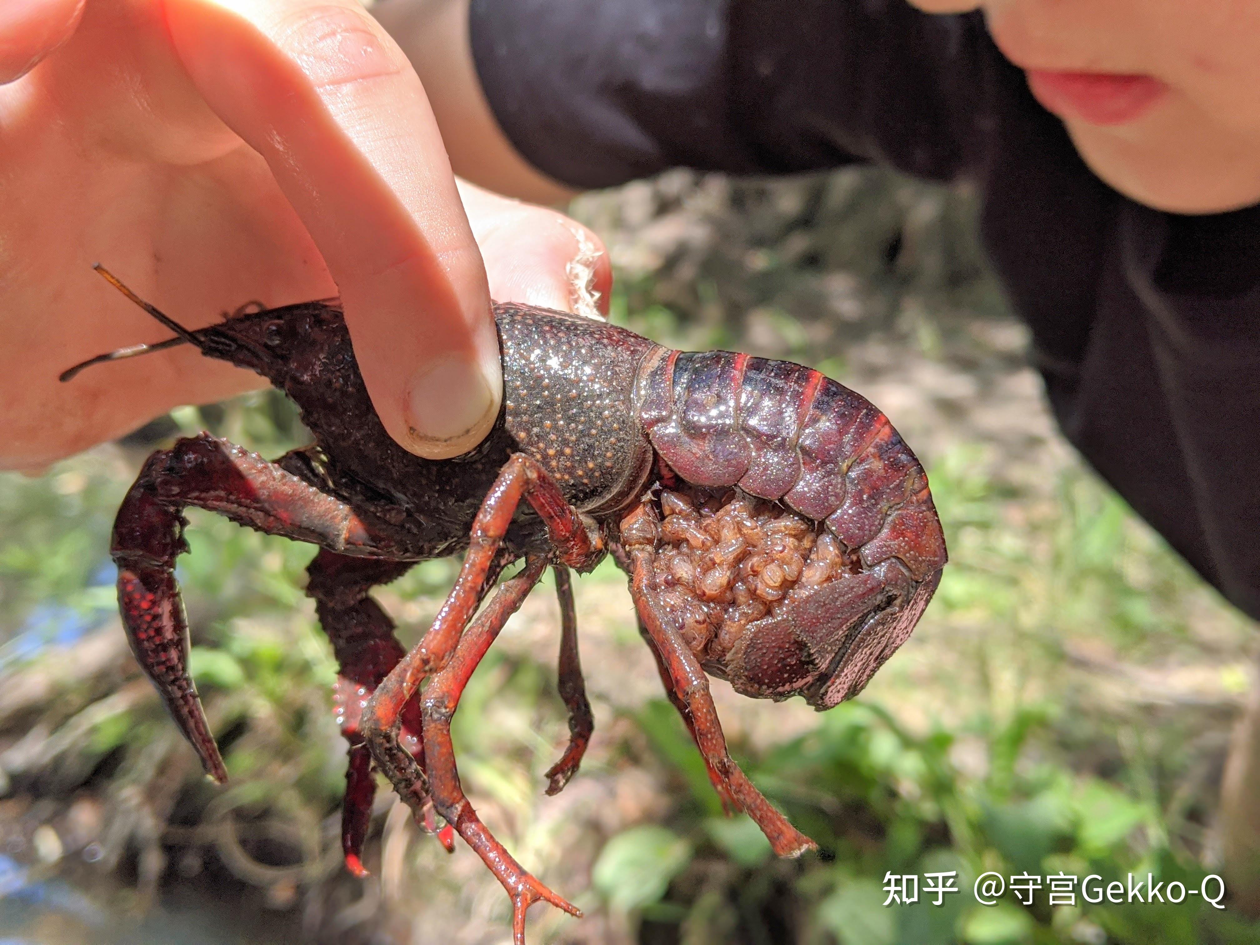 生物入侵,从一盘麻辣小龙虾说起 - 知乎