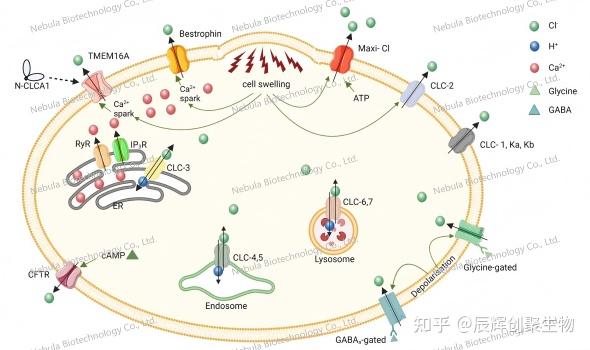 【辰辉创聚生物】离子通道家族全解析 - 知乎