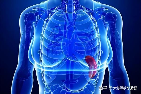 第三章：脏腑之生理病理（3）——脾与胃 - 知乎