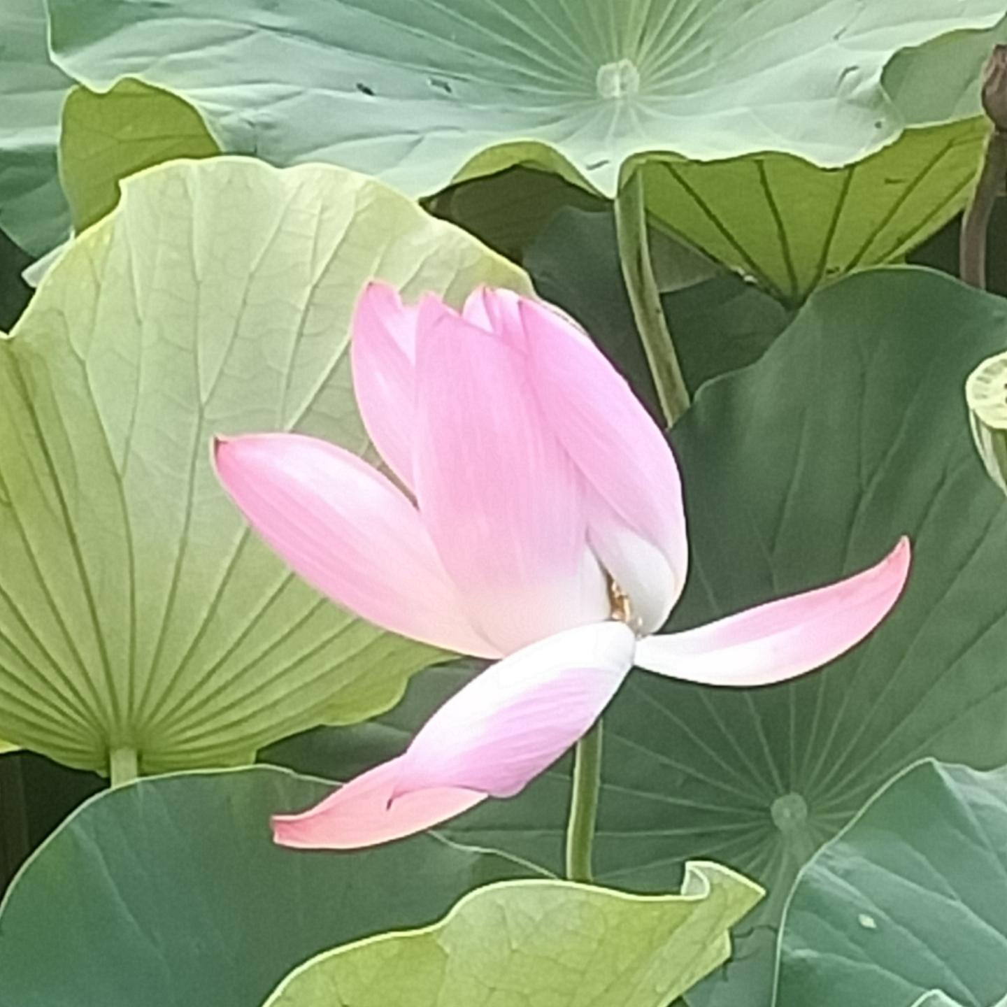 逢考必胜了