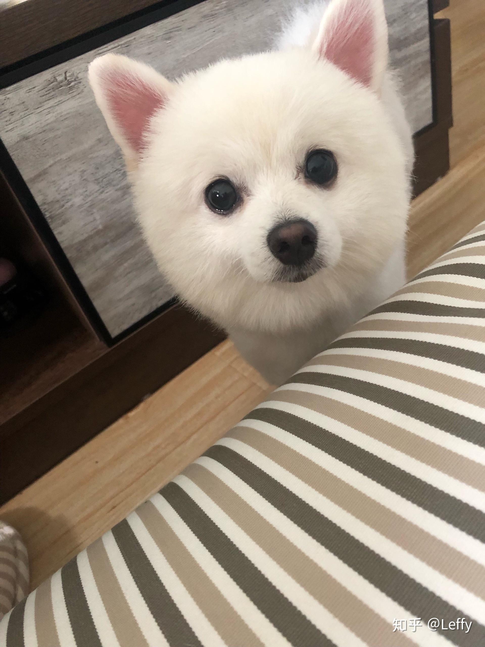 你给狗拍过最可爱的照片是什么