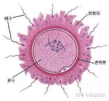受精卵是在子宫里还是卵巢里