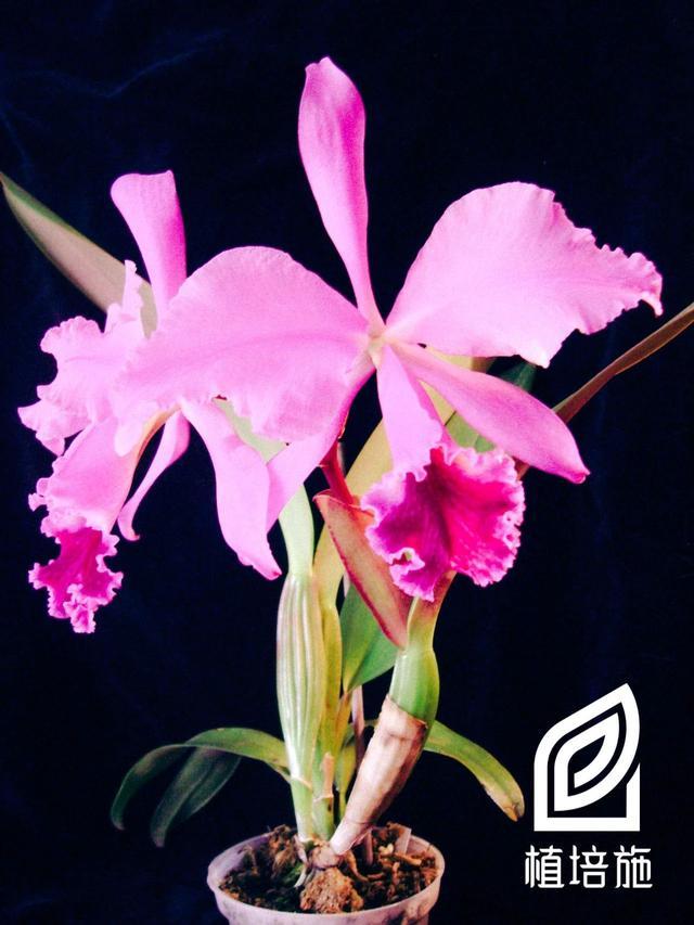 「植培施」卡特兰Cattleya labiata 热带附生兰栽培手册 - 知乎
