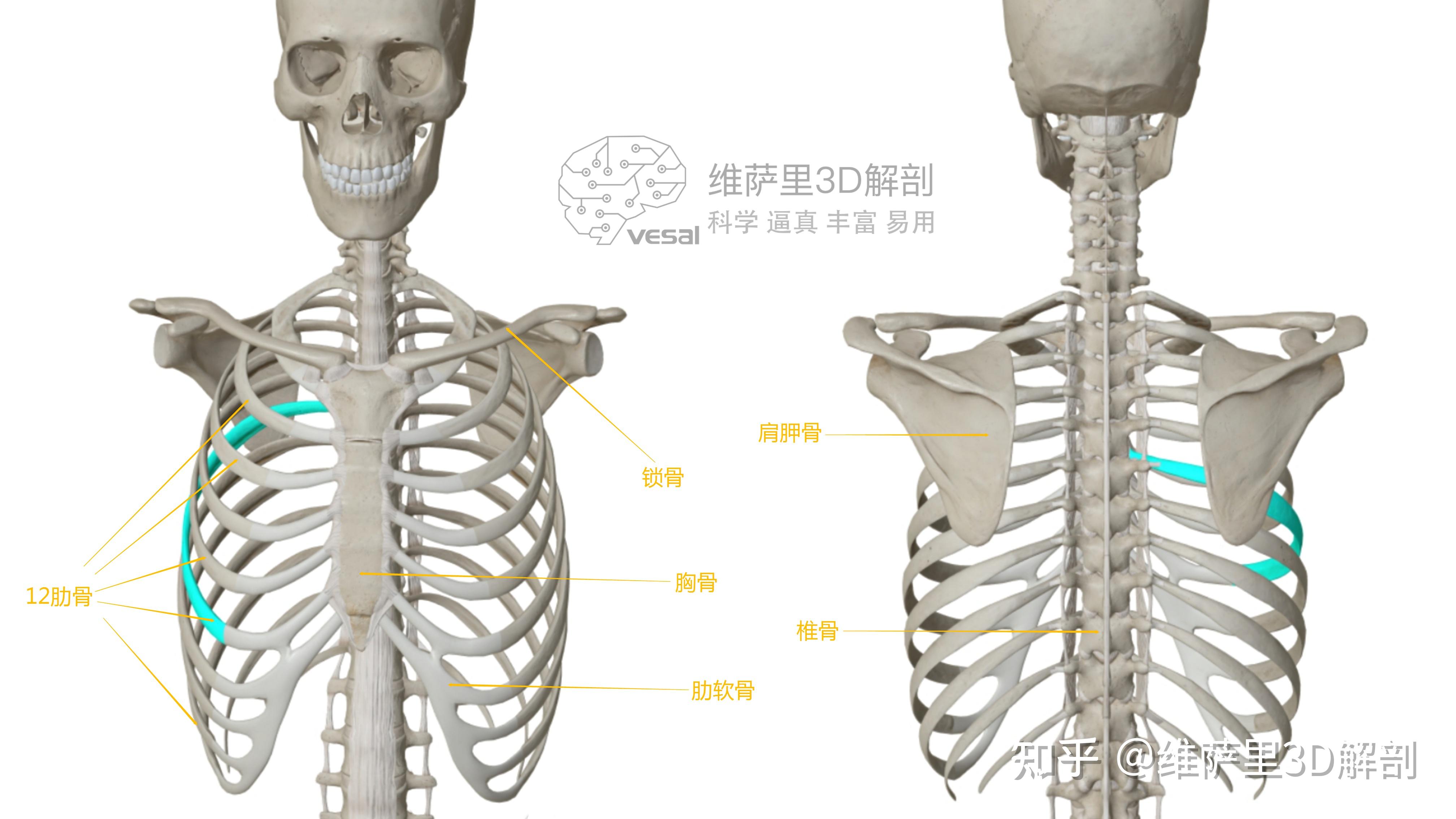 一 骨骼-胸部X线影像学图鉴-医学