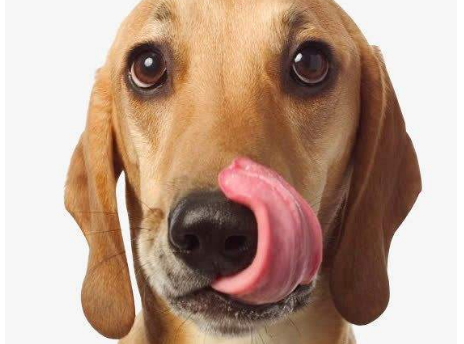 舌头也是狗狗身上最为娇弱的部位,对于狗狗来说,舌头可以说是它的"手"