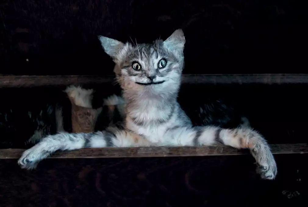 从维多利亚时期的猫尸婚礼到给斑马缝人脸的标本艺术