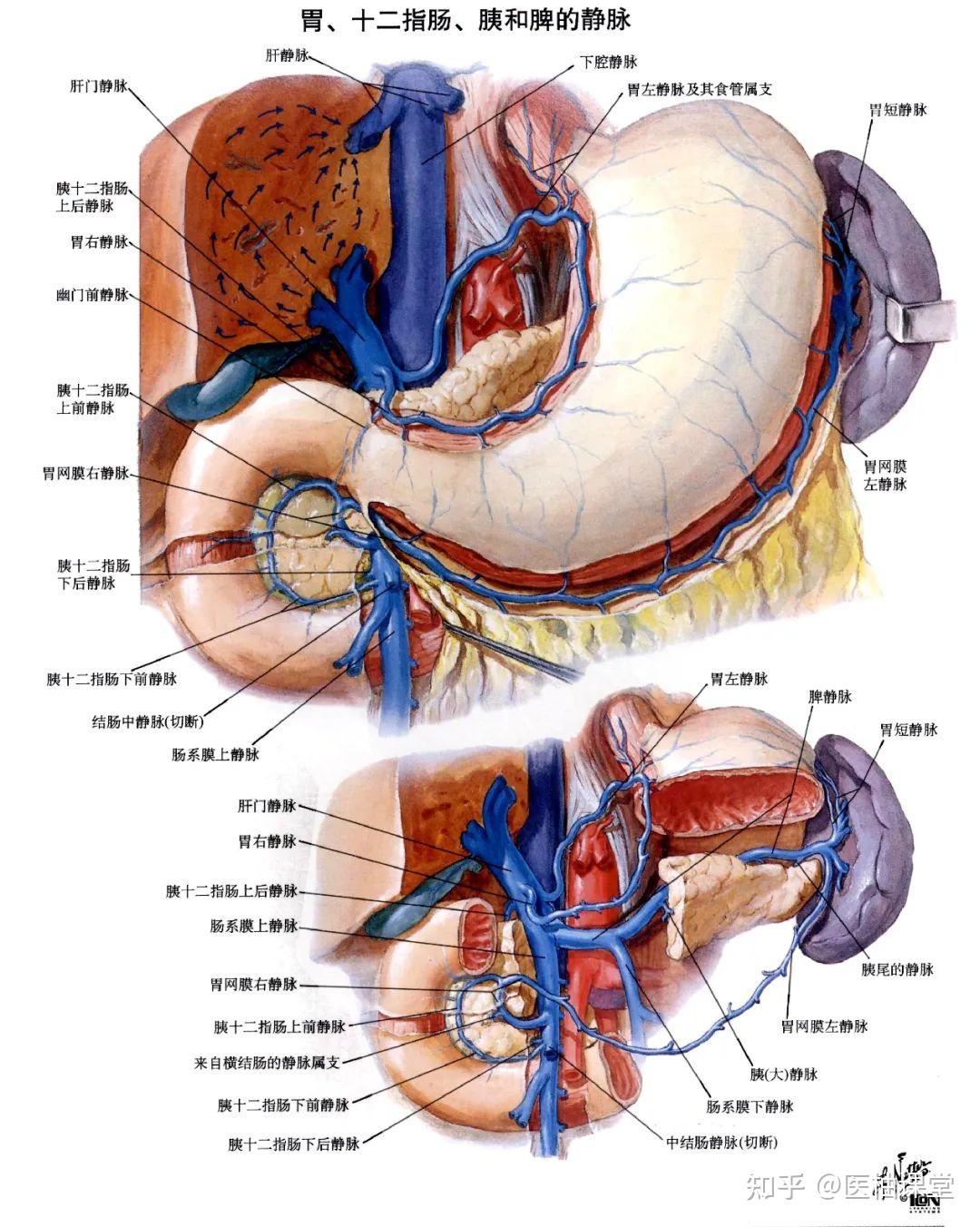 局部解剖学 腹部