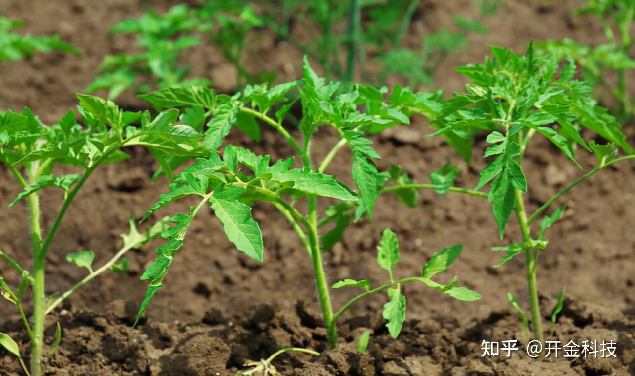 种植番茄，怎么促进花芽分化、提高坐果率？