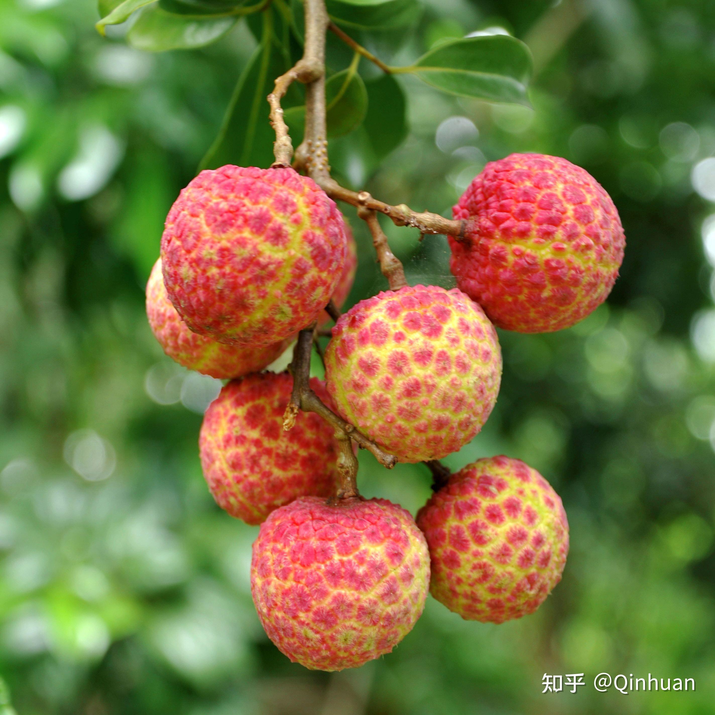 【嗪环:每日名特荔枝介绍】增城挂绿荔枝 - 知乎