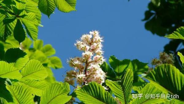 常见的10种行道树盘点 - 知乎