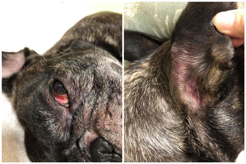 斗牛犬洗澡回来多处瘀青 眼睛充血 宠物店 是沐浴露太刺激了 知乎 斗牛犬洗澡回来多处瘀青 眼睛充血 宠物店 是沐浴露太刺激了 知乎