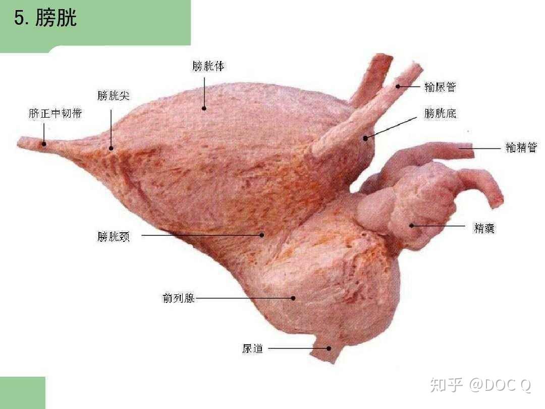 尿道内口开口于膀胱颈还是膀胱体