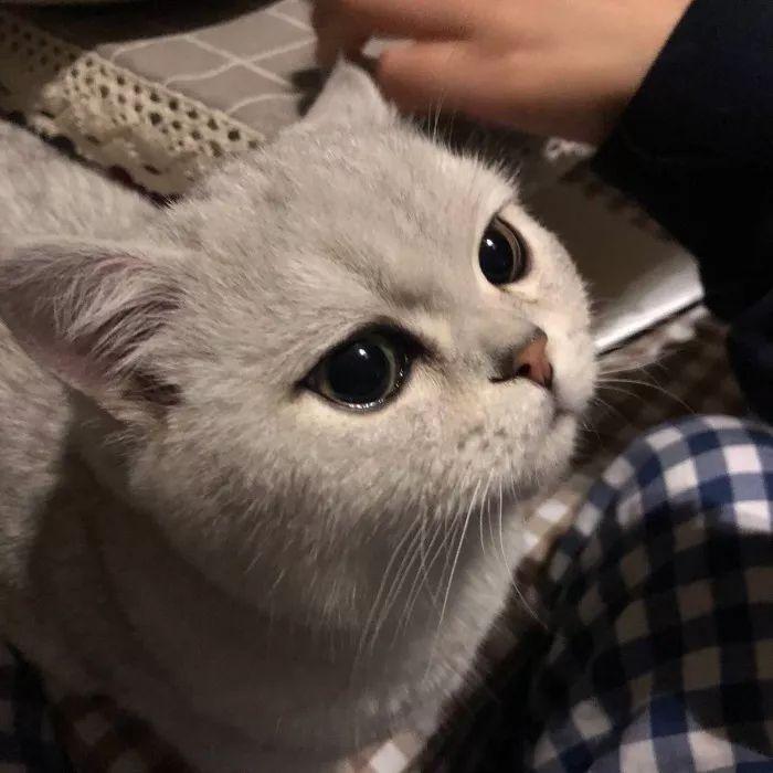 有没有看上去酷酷的男生猫头像? - 知乎