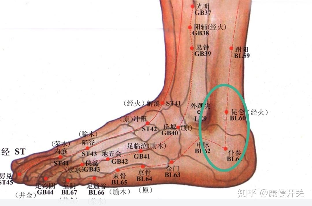 脚踝的各个部位详细图图片