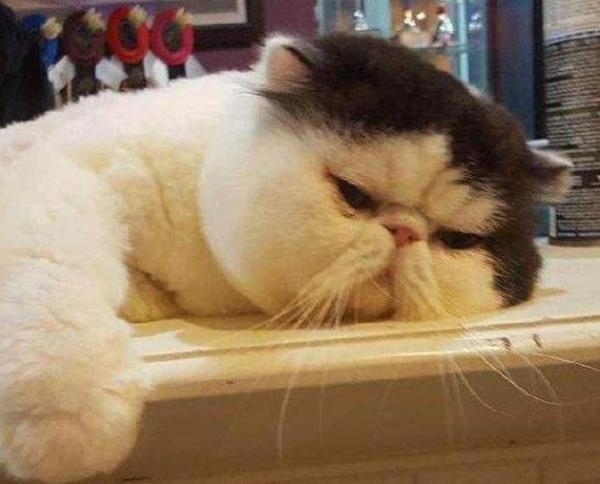 男朋友经常的打猫我怎么办 知乎