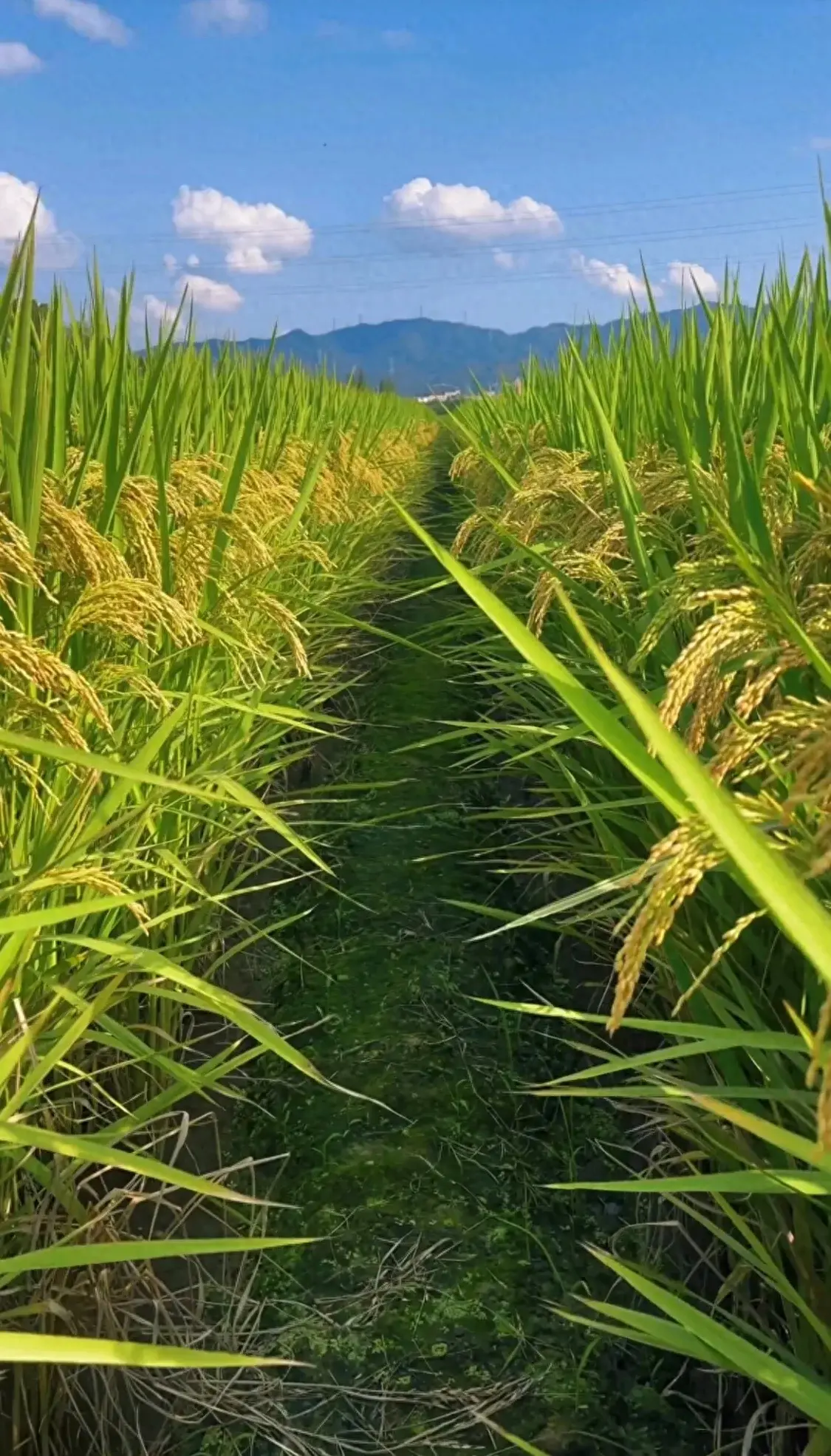 稻穗壁纸稻田成熟啦收获的季节