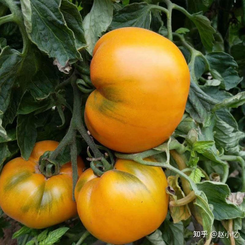 东北人把番茄叫柿子,那东北的柿子叫什么?-快乐美食网