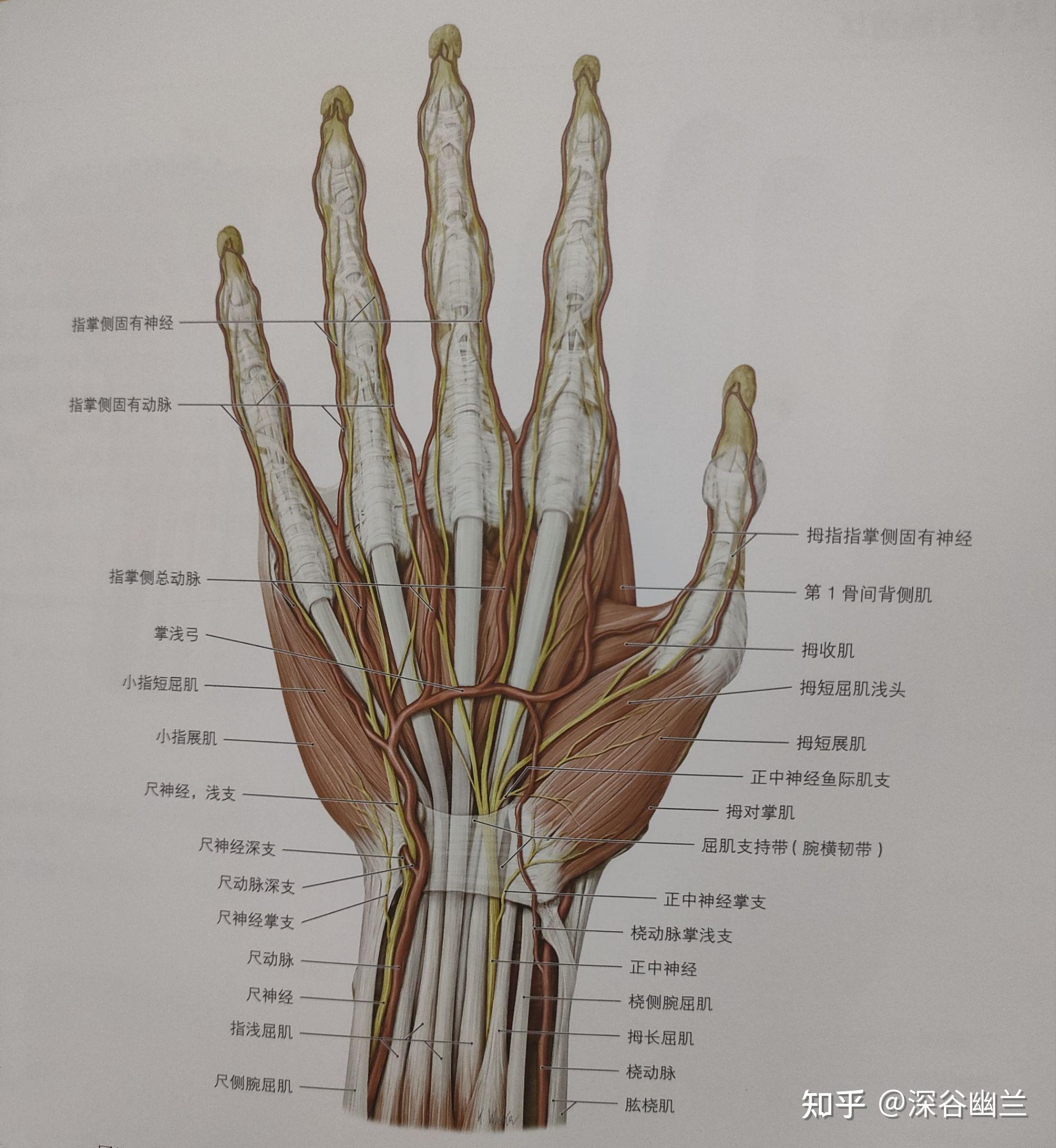 指掌侧总神经图片